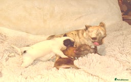 Chihuahua dogs for sale: Tiny Chihuahua girls  - Image 6