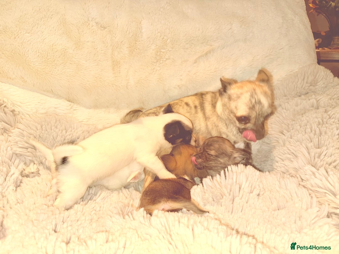 Chihuahua dogs for sale: Tiny Chihuahua girls  - Image 6