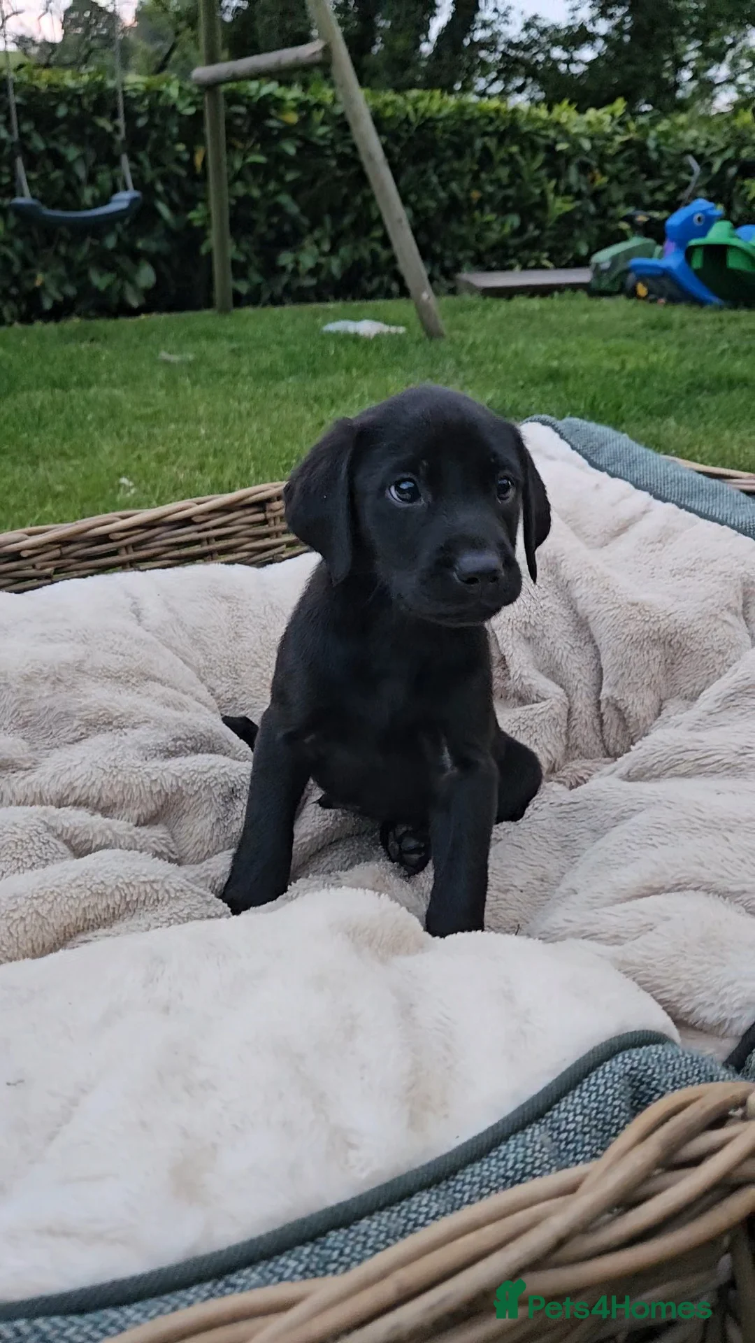 Labrador Retriever dogs for sale: Beautiful Labrador Puppies Available now - Advert 1