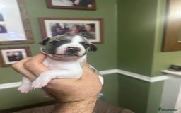 Whippet dogs for sale: Rare colours full pedigree KC Reg whippet pups  - Image 26