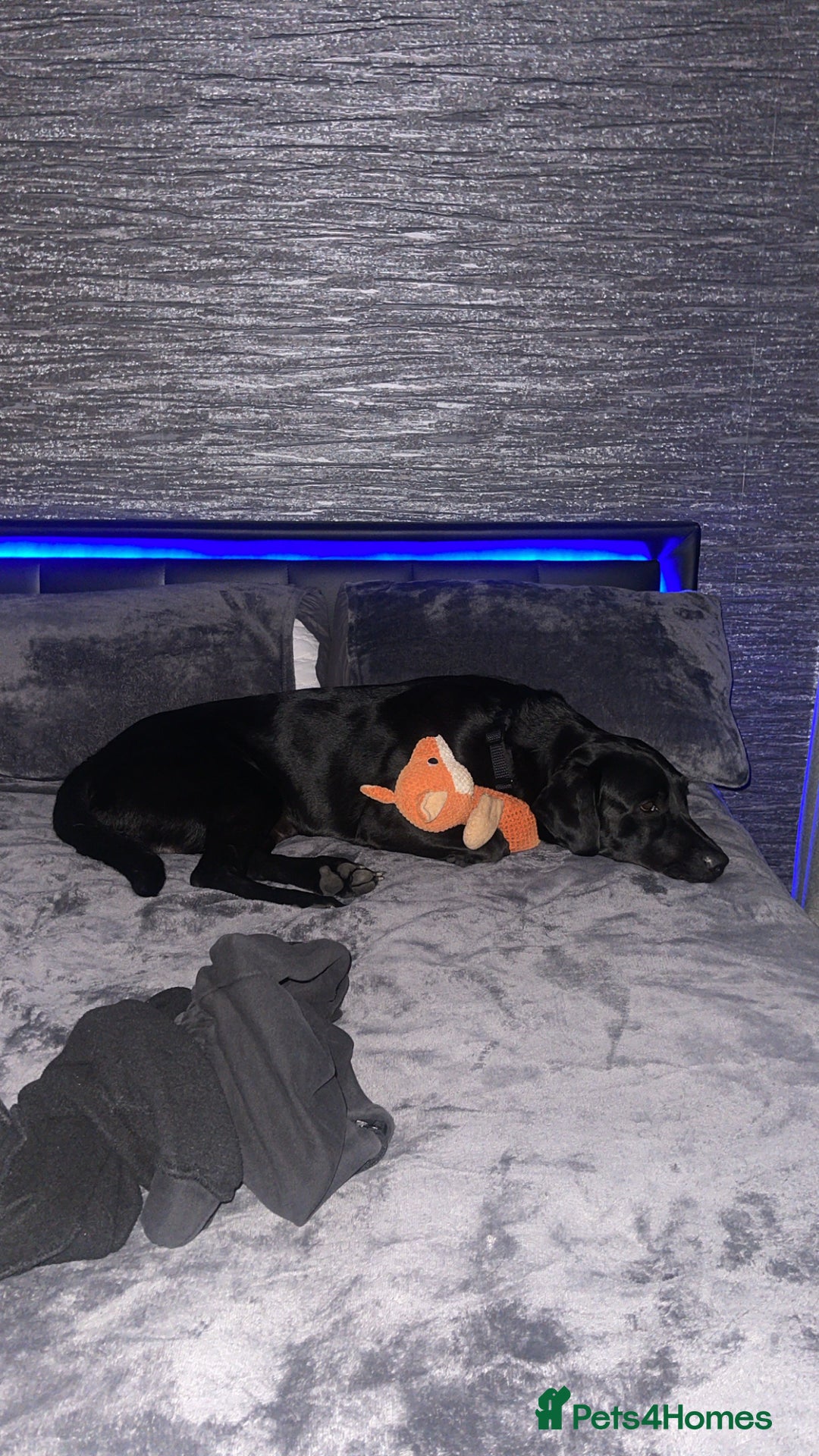 Labrador Retriever dogs for sale: Male Black Labrador  - Image 2