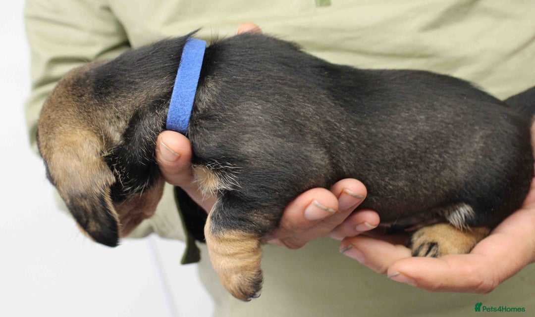 Dachshund dogs for sale: Wire Haired Dachshund Puppies - Image 8