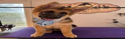 German Shepherd dogs for sale: KC Registered German Shepherd Puppy 20weeks in Broxburn - Advert 3