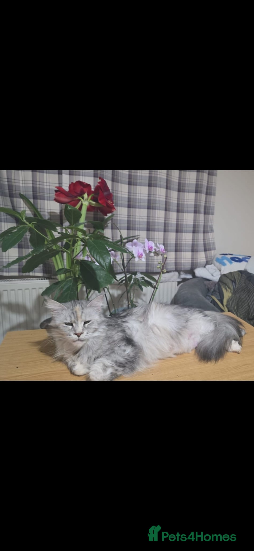 Maine Coon cats for sale: Maine coon kittens  - Advert 1