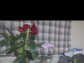 Maine Coon cats Maine coon kittens - Advert 8