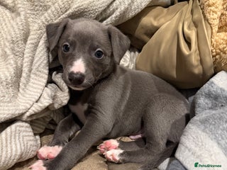 Whippet dogs Blue whippet pups for sale - Advert 6