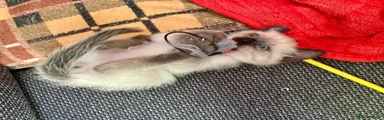 Siamese 3