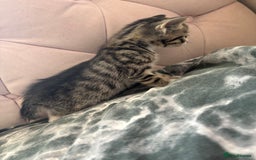Mixed Breed cats for sale: 6 kittens not ready till 14th August  - Image 14