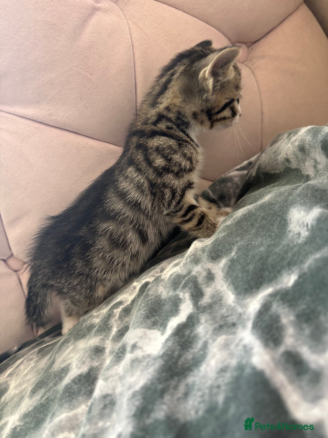 Mixed Breed cats for sale: 6 kittens not ready till 14th August  - Image 14