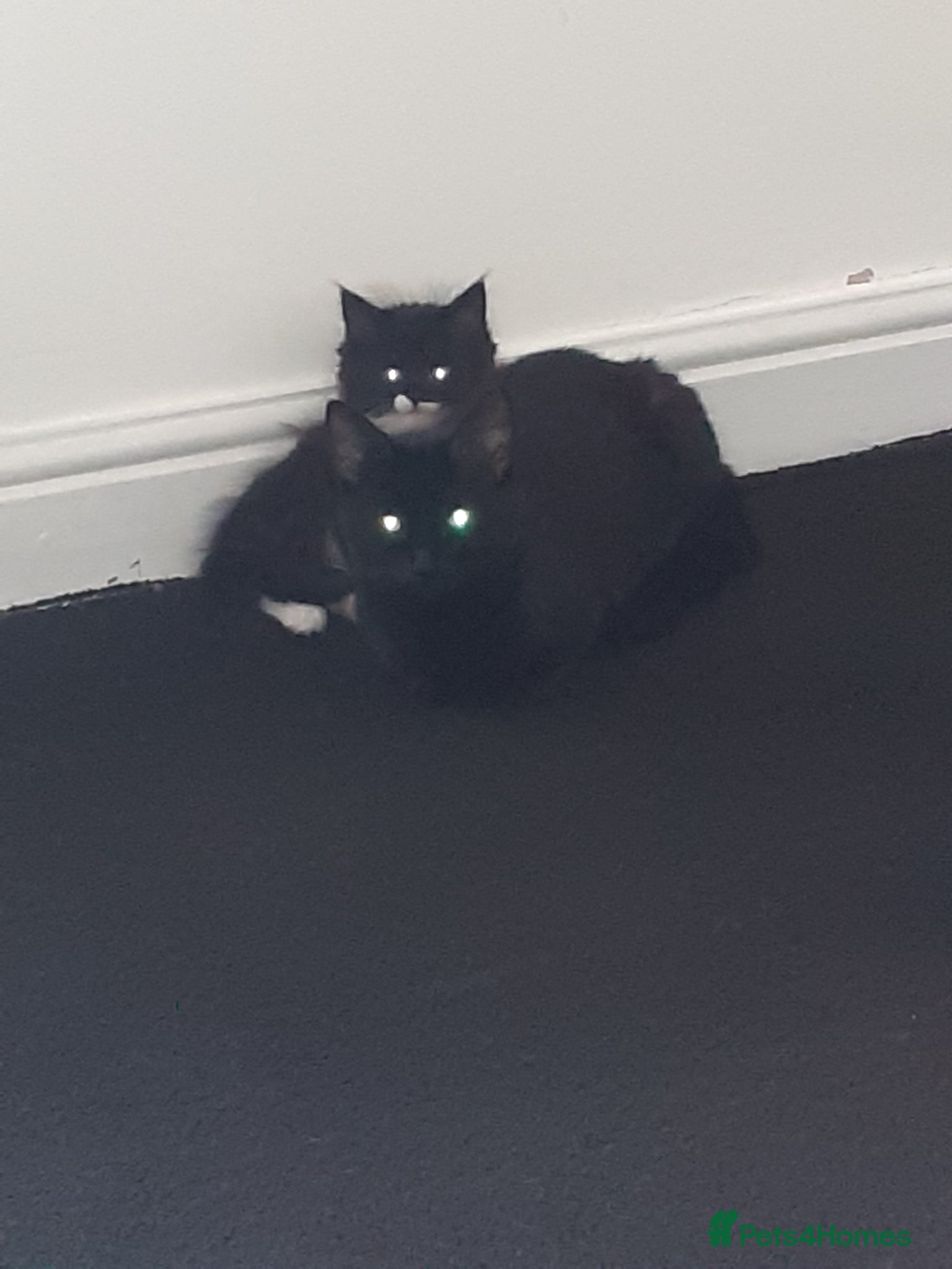 Mixed Breed cats 6 Female Kittens – 5 Black + 1 Black & White  🖤🐾 - Advert 1