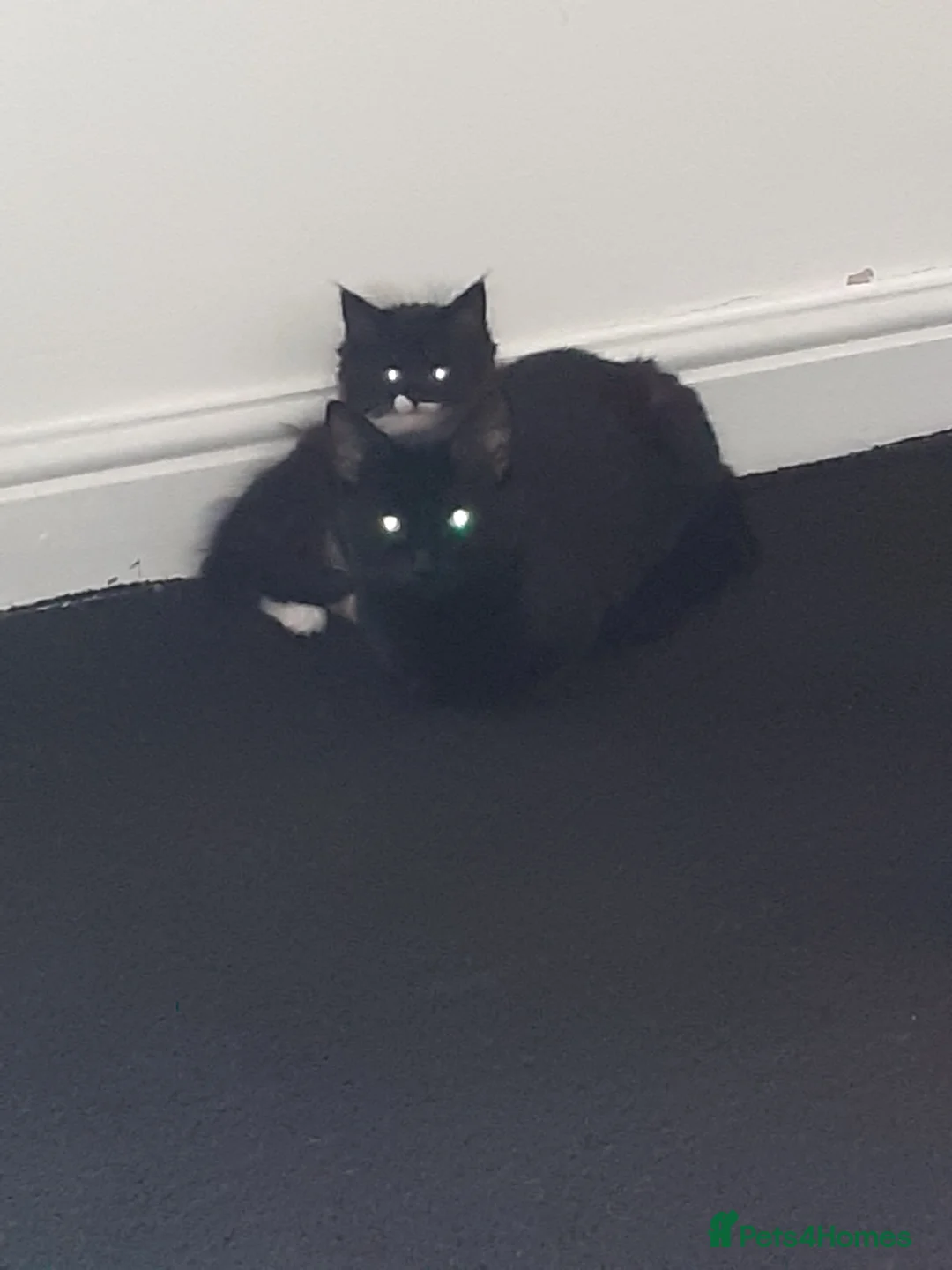 Mixed Breed cats for sale: 6 Female Kittens – 5 Black + 1 Black & White  🖤🐾 - Advert 1