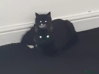 Mixed Breed cats 6 Female Kittens – 5 Black + 1 Black & White 🖤🐾 - Advert 2