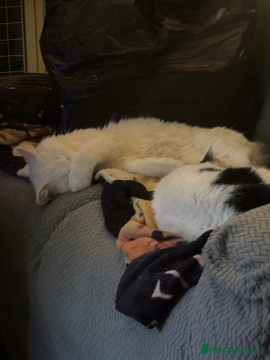 Mixed Breed cats for adoption: Sisters 8 mnts spayed very playful but nervous - Advert 3