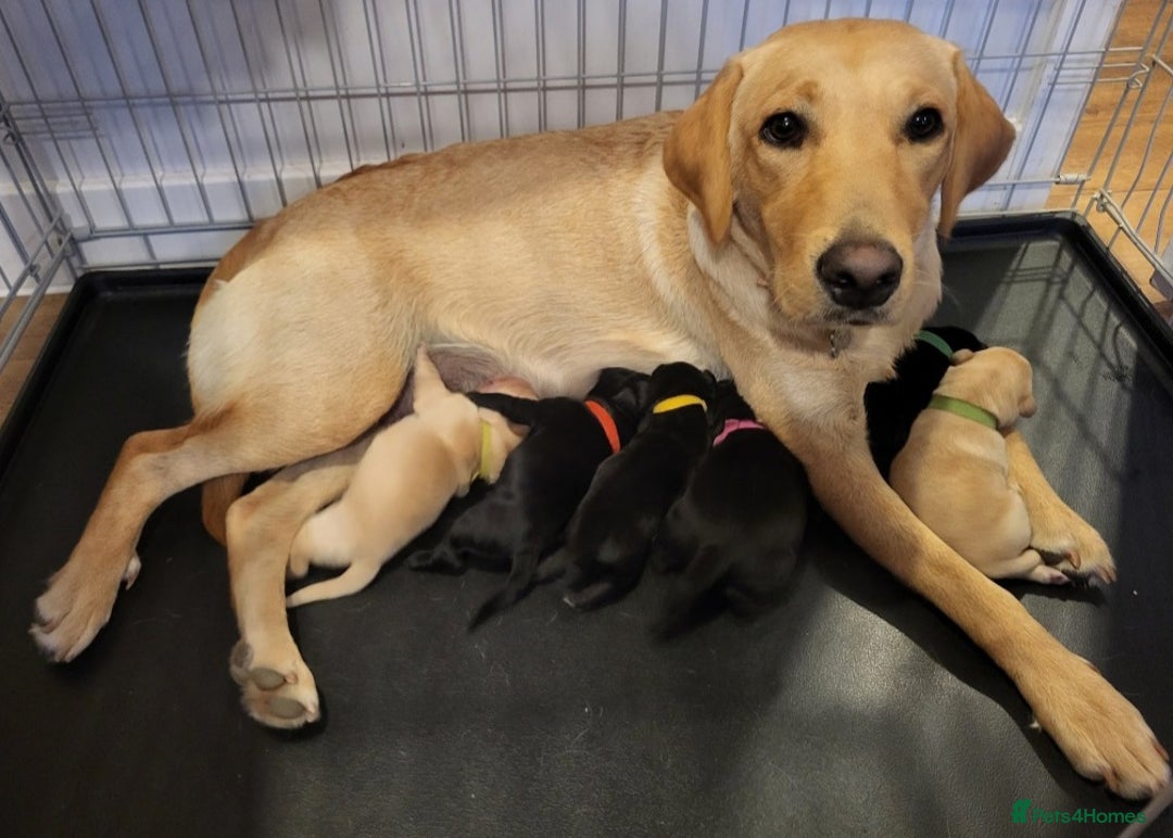 Labrador Retriever dogs for sale: Labrador Puppies for sale pedigree  - Image 18