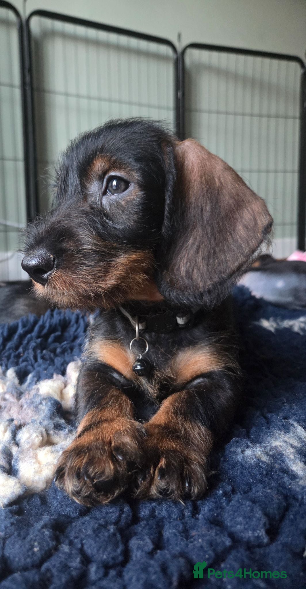 Dachshund dogs Standard kc registered wire haired dachshund's - Advert 8