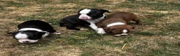 Boston Terrier dogs for sale: Stunning litter of Boston terrier puppies  - Advert 12
