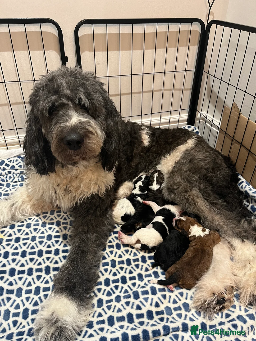 Bernedoodle dogs for sale: Beautiful Bernedoodle Pups - Advert 9