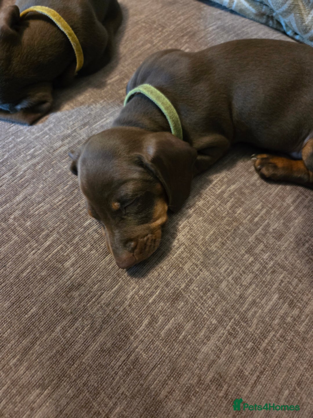 Miniature Dachshund dogs for sale: Only 4 beautiful miniature dachshund puppies - Advert 25