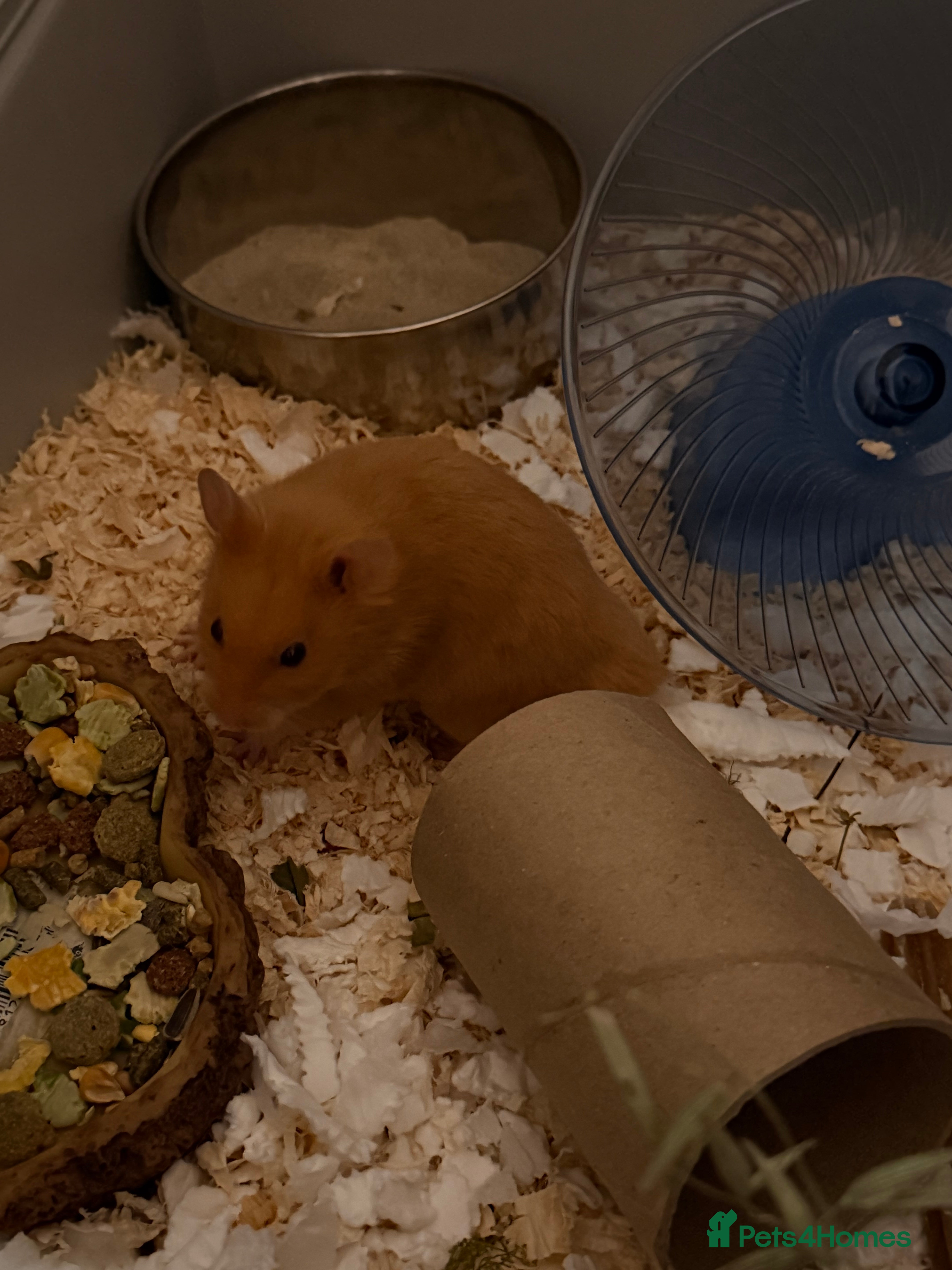 Hamster rodents Golden syrian hamster  - Advert 2