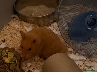 Hamster rodents Golden syrian hamster - Advert 18