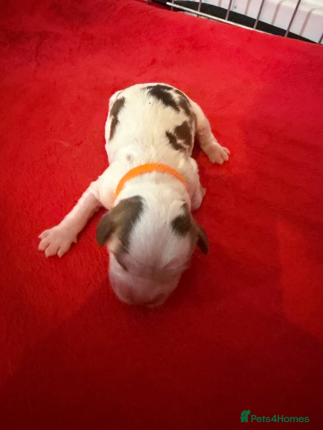 Cocker Spaniel dogs for sale: Showtype Cocker spaniel pups KC registered  - Advert 35