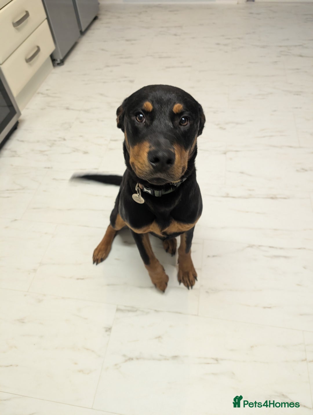 Rottweiler dogs for sale: 7 month old rottweiler male  - Advert 2