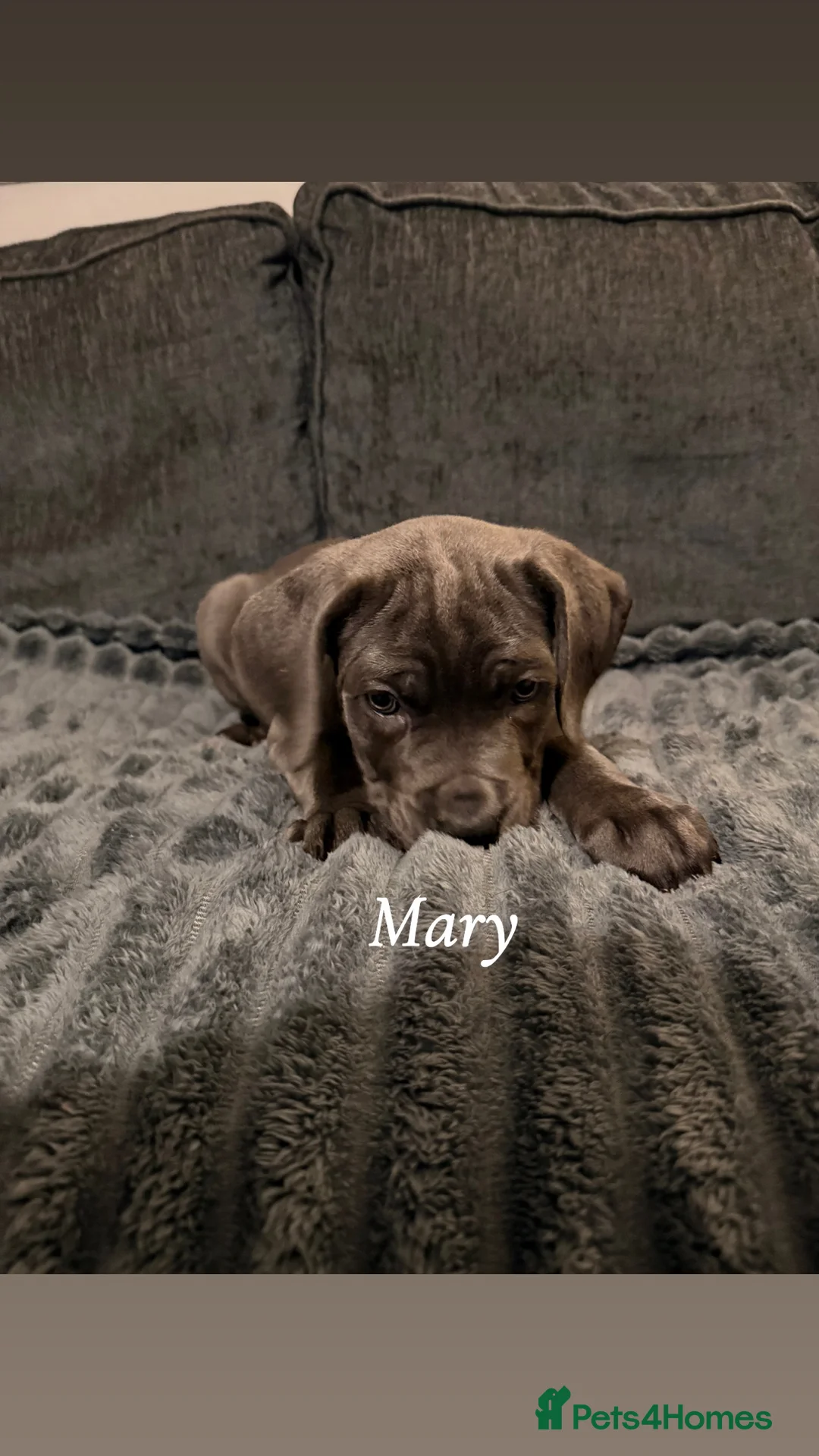 Cane Corso dogs for sale: Blue/lilac cane corsos  - Advert 29