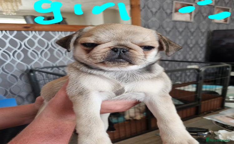 Pug dogs - Advert 11