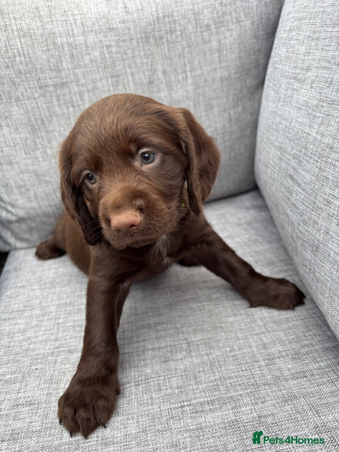 Cocker Spaniel dogs for sale: Working cocker spaniel pups - Advert 9