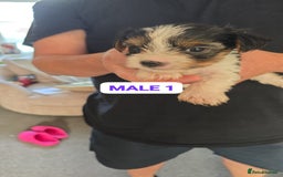 Mixed Breed dogs for sale: FOR SALE (YORKSHIRE TERRIER) - Image 7
