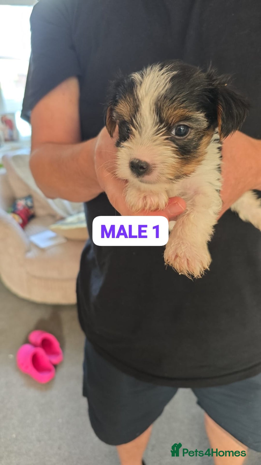 Mixed Breed dogs for sale: FOR SALE (YORKSHIRE TERRIER) - Image 7