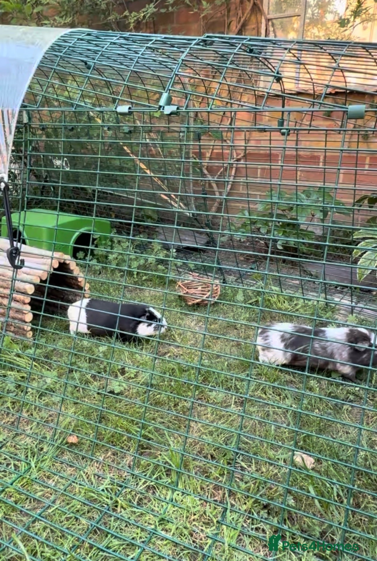 Guinea Pig rodents 2 black and white girls looking for their new home - Advert 3