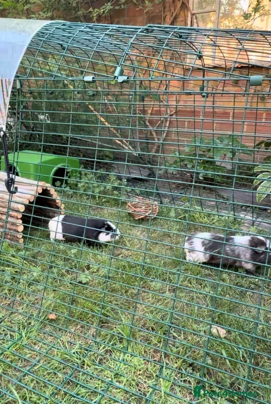 Guinea Pig rodents for sale: 2 black and white girls looking for their new home in Sunbury-on-Thames - Advert 1