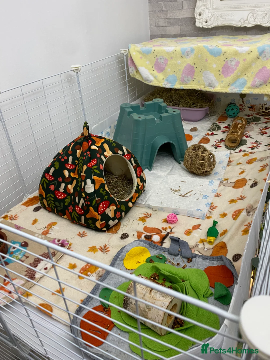 Guinea Pig rodents for sale: C&C cage and Guinea pigs - Advert 2