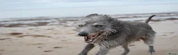 Lurcher dogs for sale: Bedlington grey x bull lurcher - Advert 2