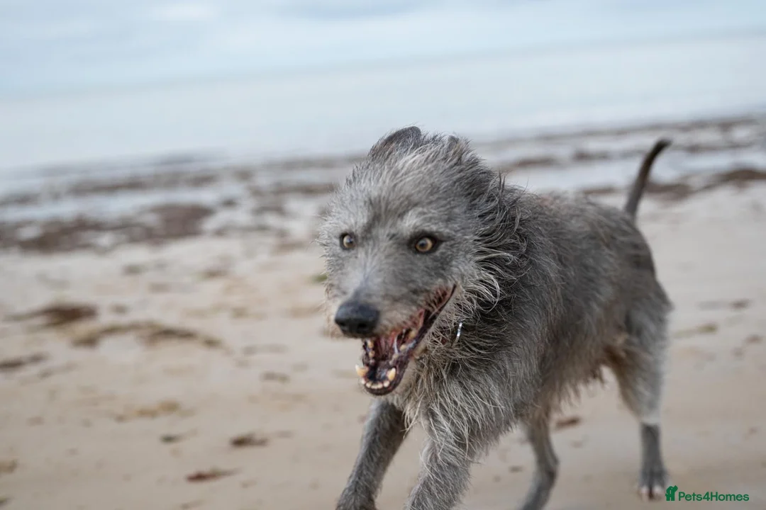 Lurcher dogs for sale: Bedlington grey x bull lurcher - Advert 2