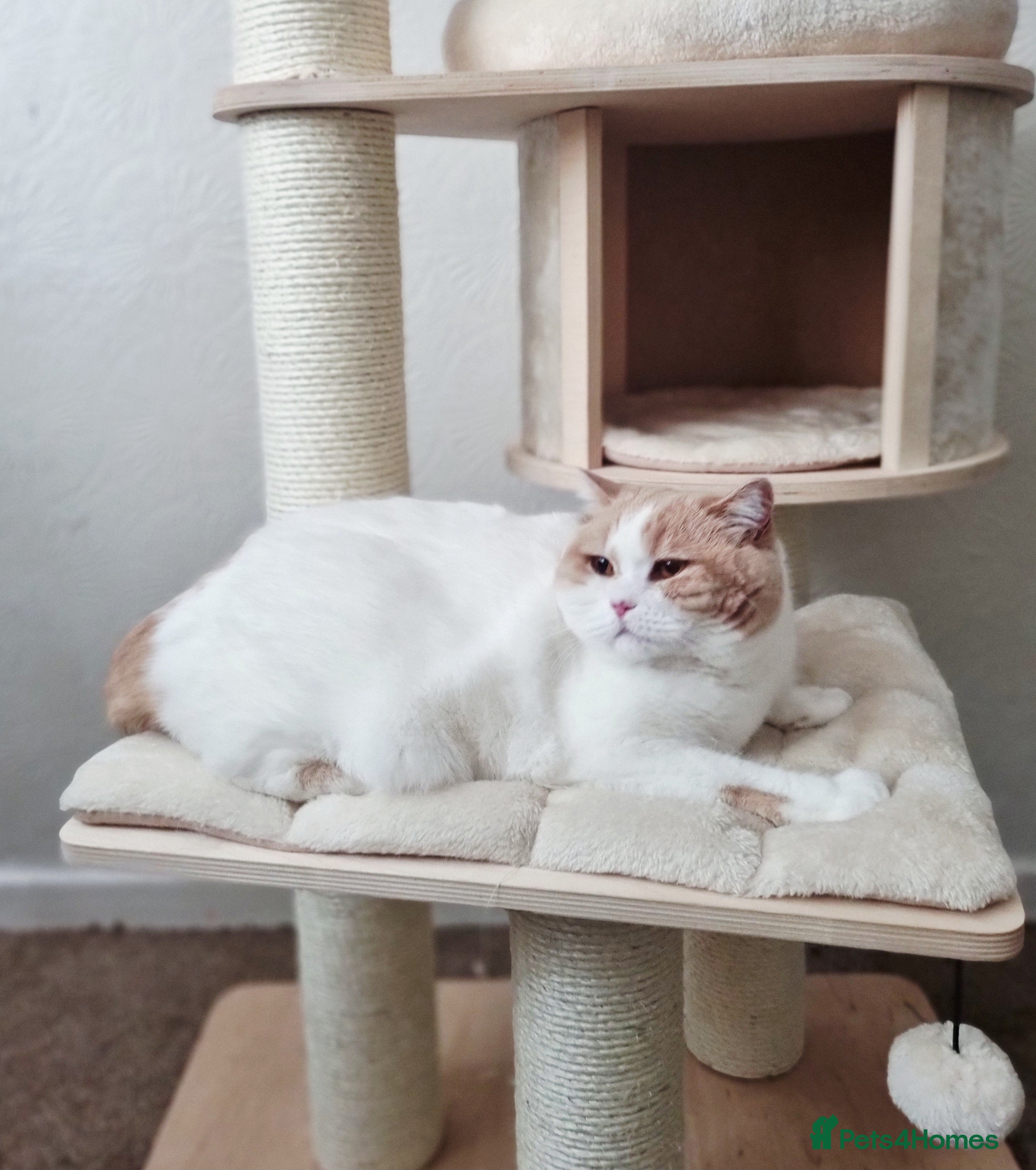 British Shorthair cats Two Beautiful British Shorthair Females  - Advert 1