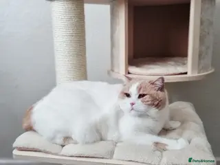 British Shorthair cats Two Beautiful British Shorthair Females - Advert 1