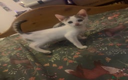 Mixed Breed cats for sale: kittens Bengal x microchipped flea/worm.insured.  - Image 31