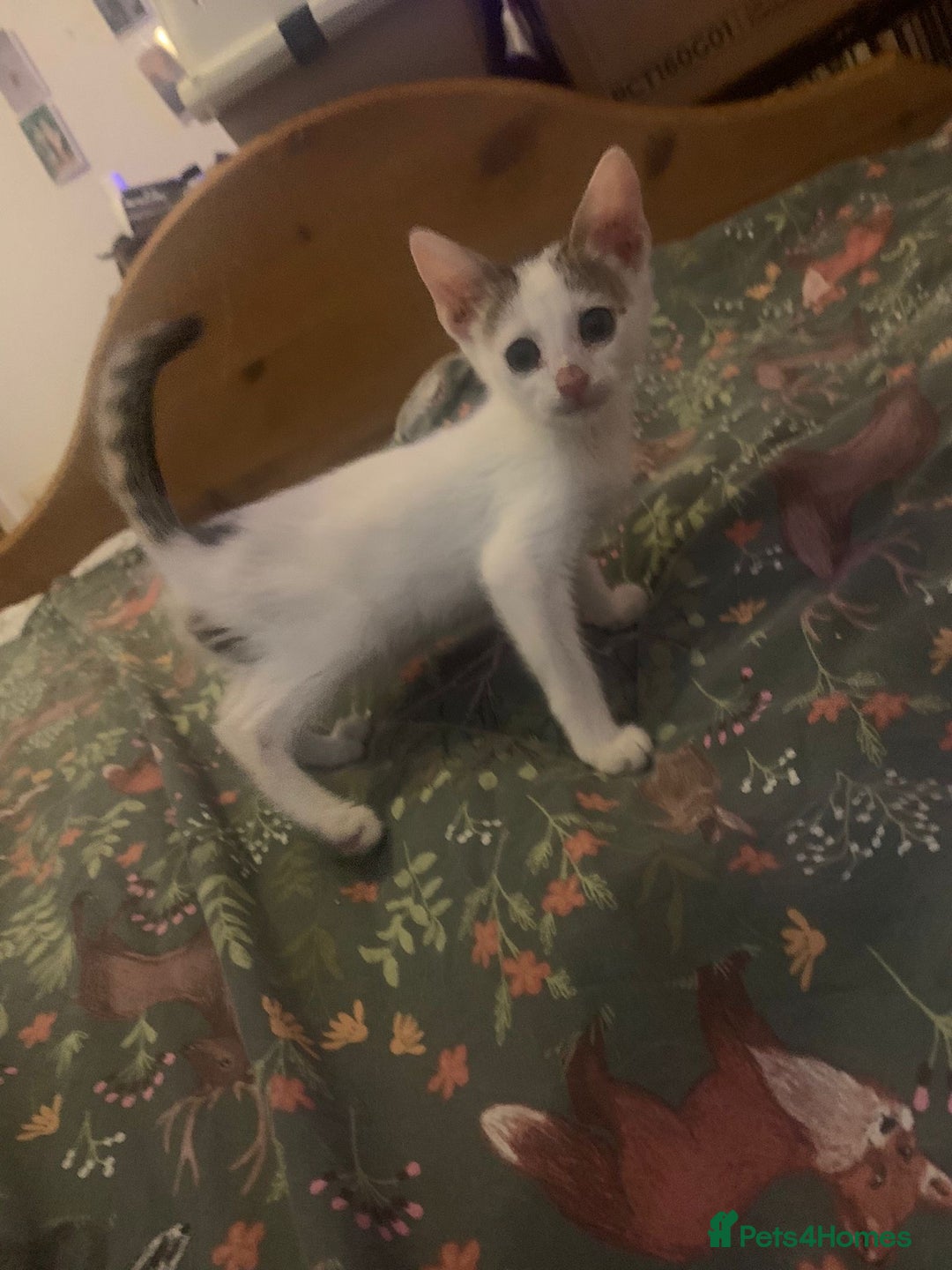 Mixed Breed cats for sale: kittens Bengal x microchipped flea/worm.insured.  - Image 31