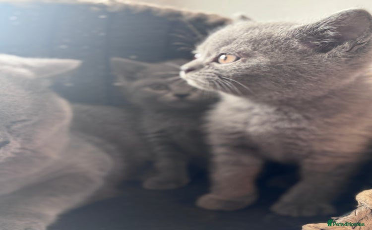 British Shorthair cats - Advert 7