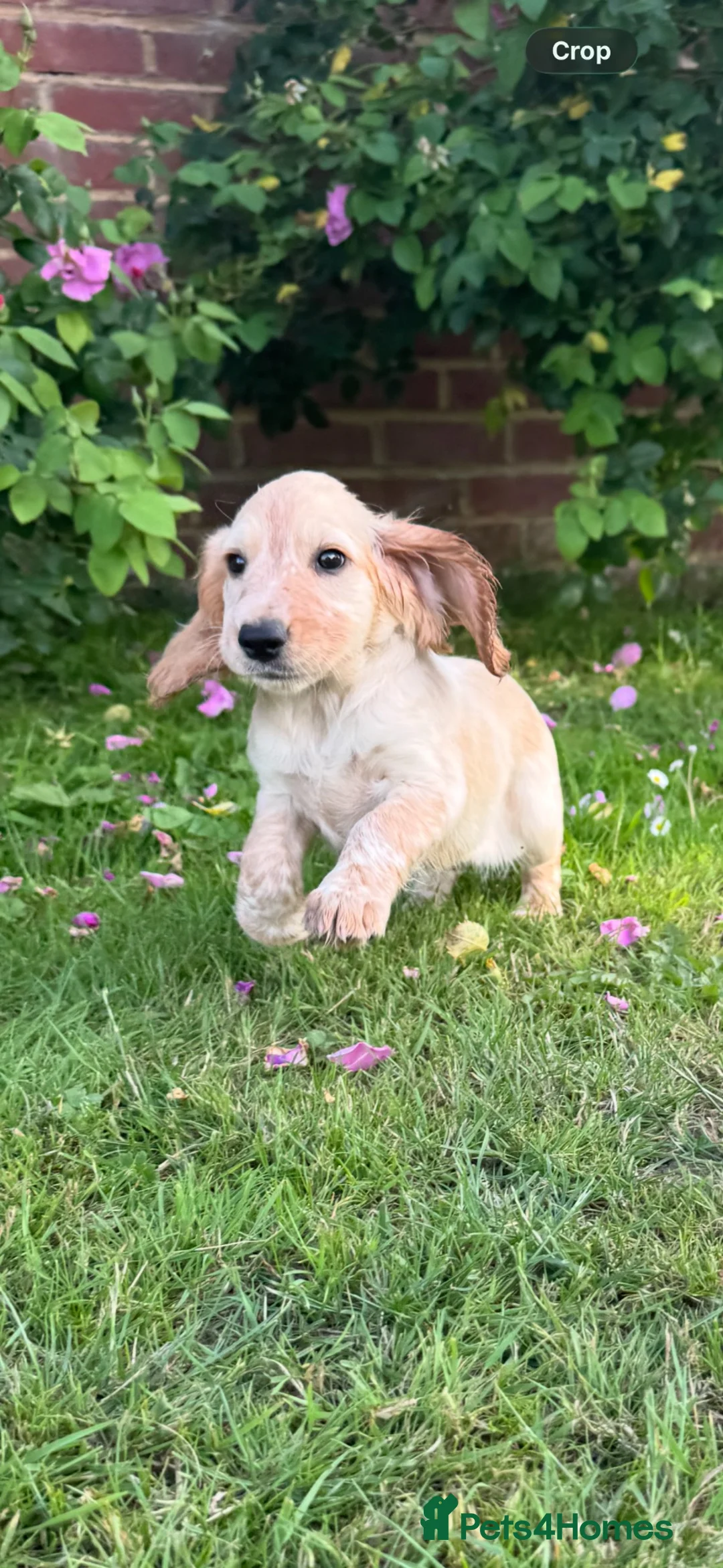 Cocker Spaniel dogs for sale: Show type cocker spaniel  - Advert 2