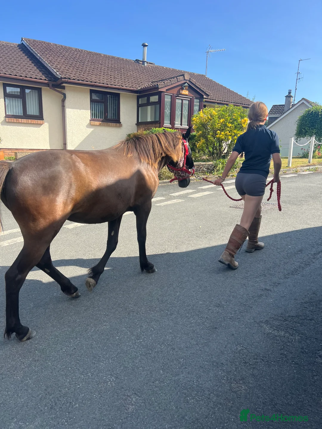 Other Breed horses for sale: Tinkerbell 12.2 18 month old  - Advert 10