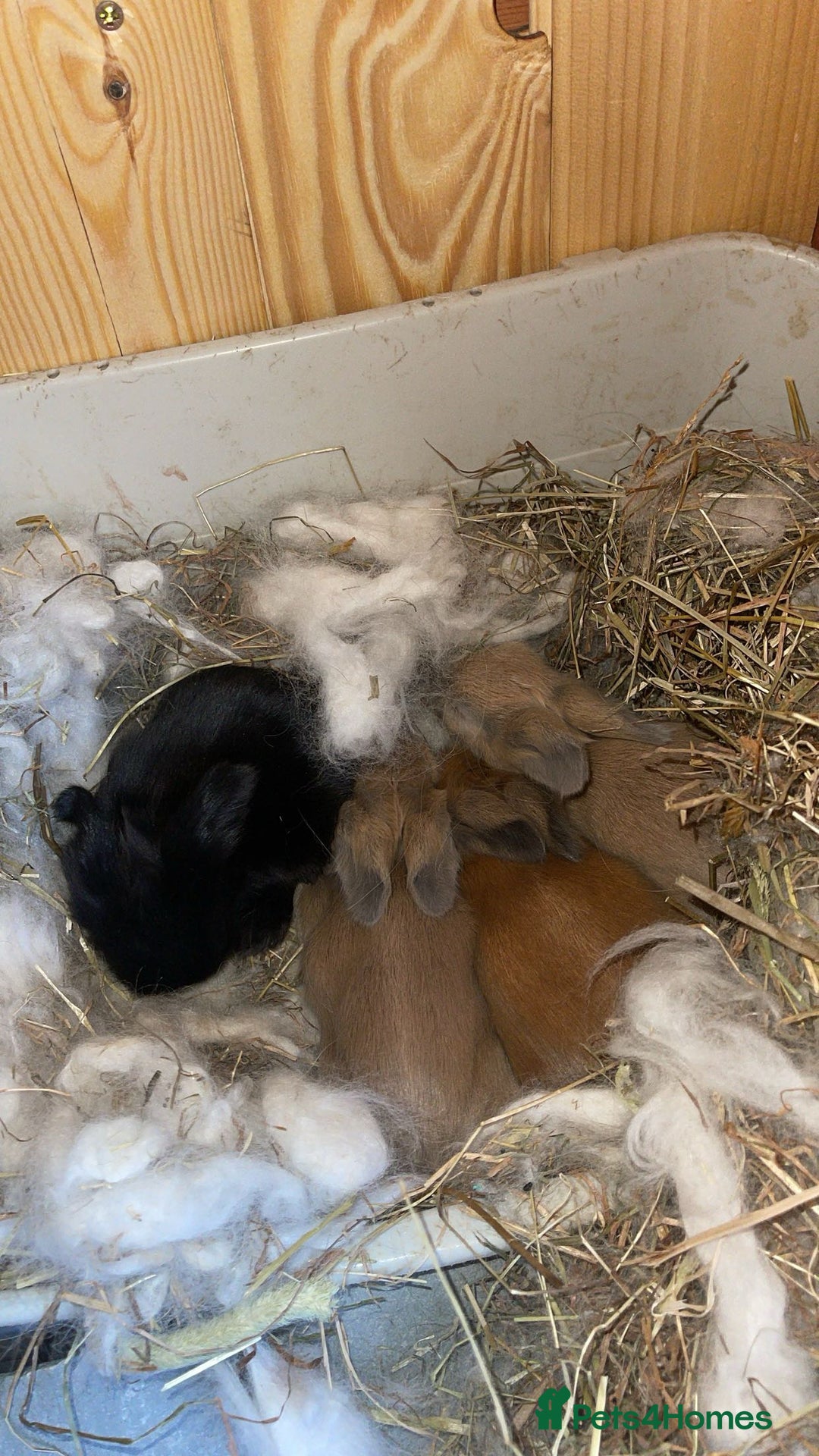 Angora rabbits for sale: French Imported Pedigree English Angoras in Wigan - Image 2