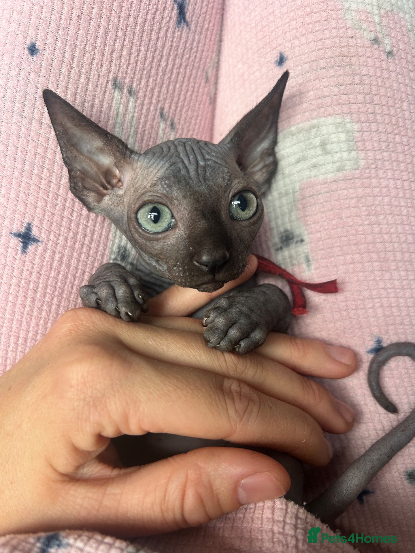 Sphynx cats Pure grey Canadian sphyn **  - Advert 14