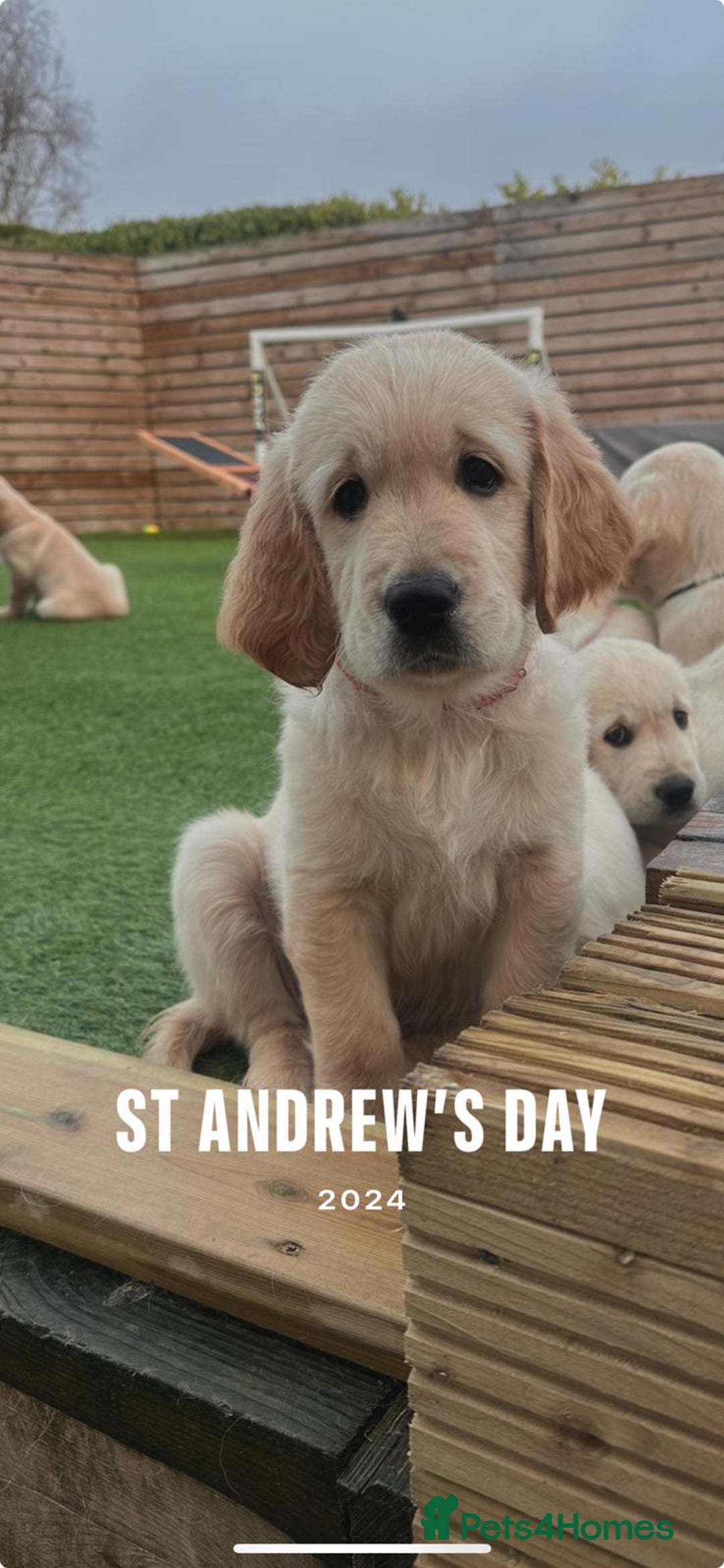 Golden Retriever dogs for stud: Golden Retriever for stud  - Advert 4