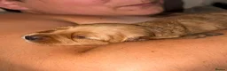 Mixed Breed dogs for sale: Puppies for sale  - Advert 9