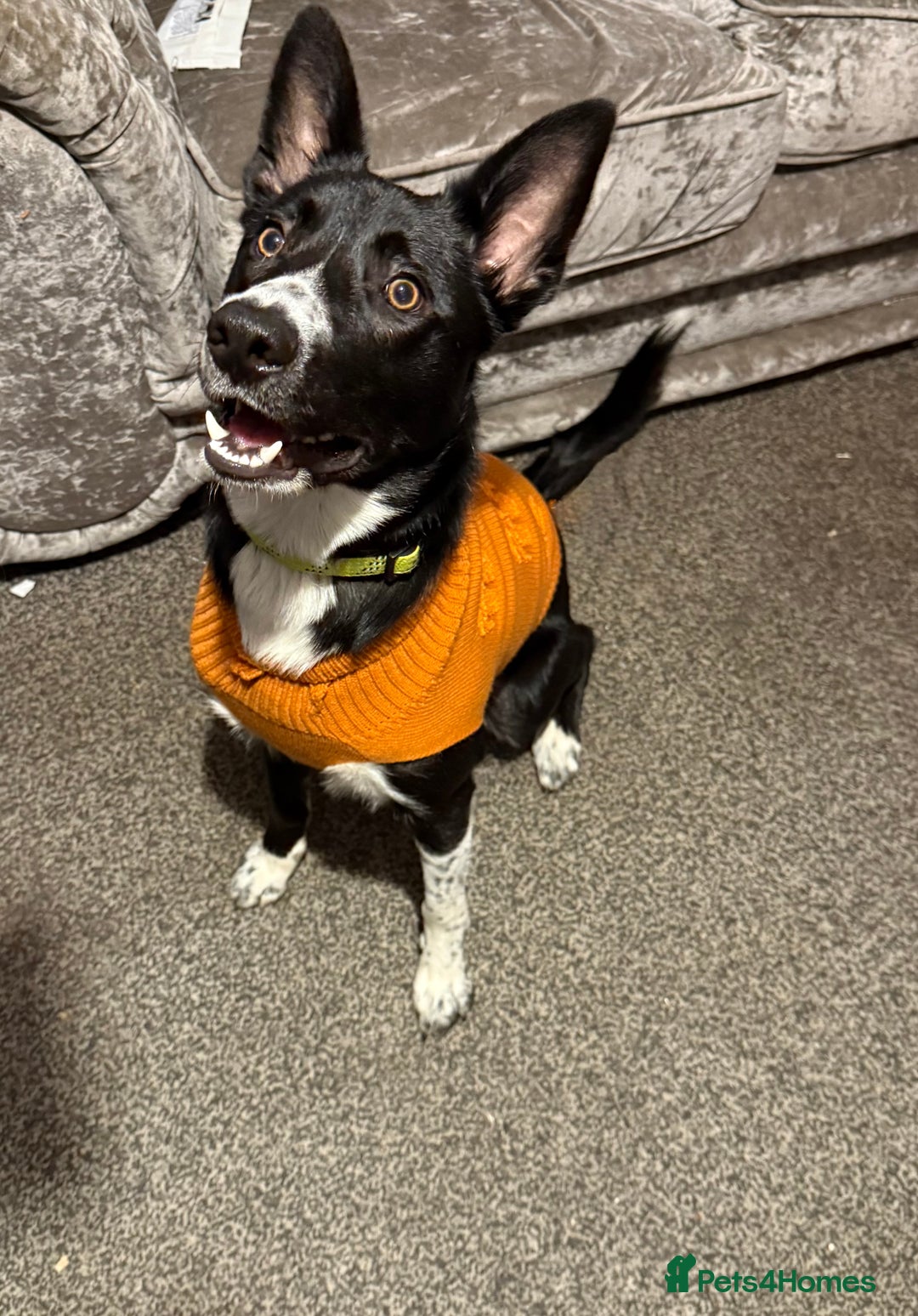 Border Collie dogs for sale: Coco the collie - Advert 7