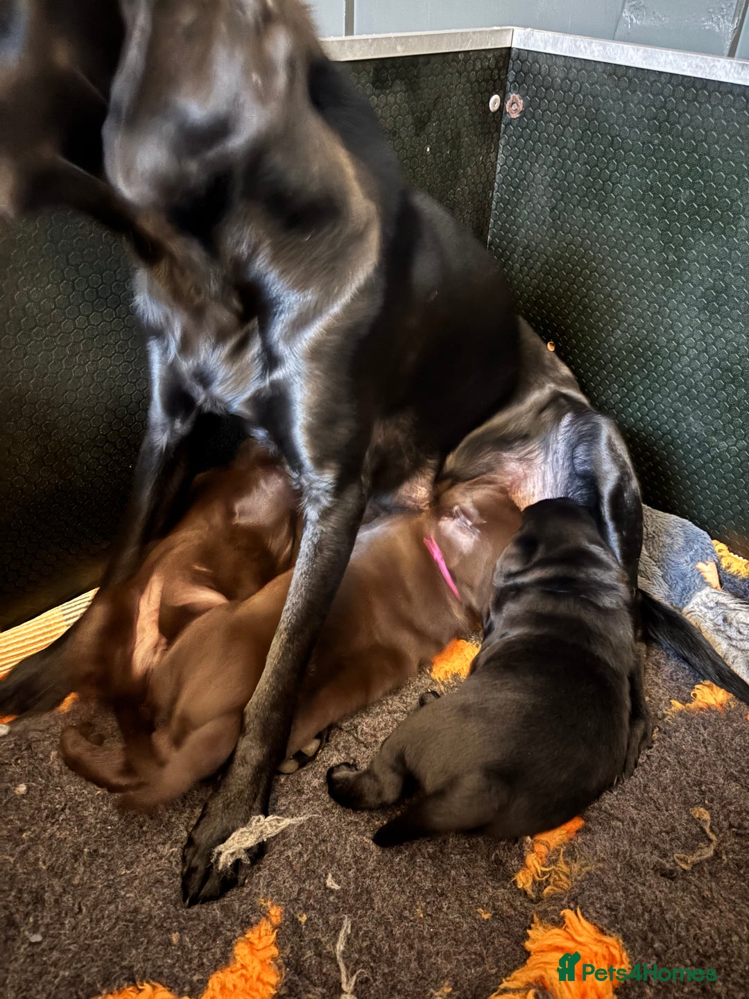 Labrador Retriever dogs for sale: Stunning Chocolate Labrador Puppies  - Advert 2