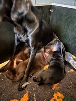 Labrador Retriever dogs Stunning Chocolate Labrador Puppies - Advert 3